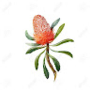 Meet your Posher, Alice